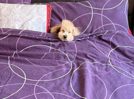molly toy poodle