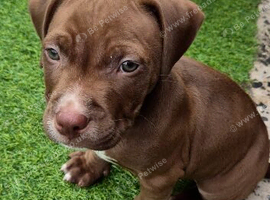 Bully x staffy  pup
