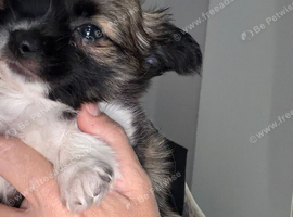 Long haired tricolour male pup available