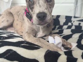 Whippet cross bulldog