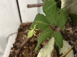 Leaf Insect Nymphs males and females