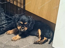 Beautiful cavalier king charles puppies