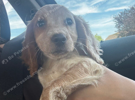 Lovely Cocker spaniel
