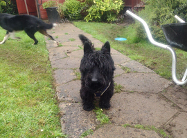Scottish terrier