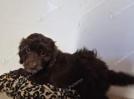F1 cockerpoos puppies