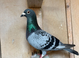 Selling 1 pigeons