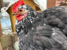 Pekin Bantam Rooster
