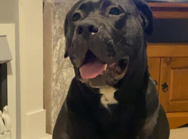 5 year old boy