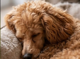 Poochon Puppy