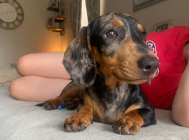 Miniature Dachshund Apollo