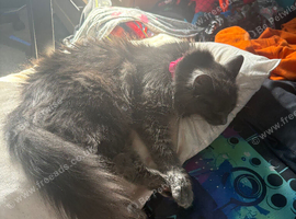 Fluffy Russian blue