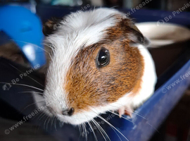 Young Male Guinea Pig