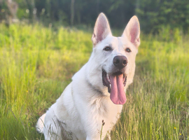 Klaus &ndash; 11-Month-Old Male White Shepherd Looking for an Active Forever Home