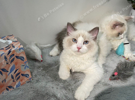 east European Ragdoll Kittens