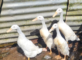 ***PUREBRED WHITE INDIAN RUNNERS ***