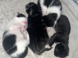 8 kittens available