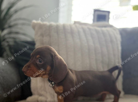 REDUCED LAST GIRL AVAILABLE Miniature Dachshund