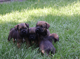 KC Registered Border Terrier Puppies