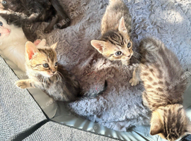 Kittens