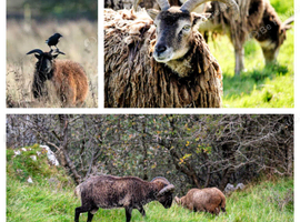 Rare Soay; Conservation Enthusiasts only