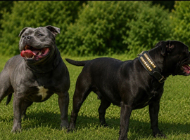 Staffordshire Bullterrier Puppies