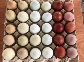 Rainbow hatching eggs