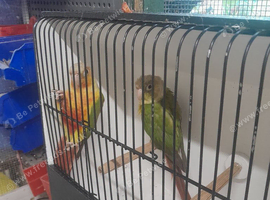 Pineapple conures
