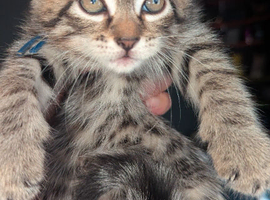 6 adorable Siberia kittens
