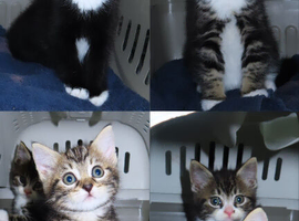 kittens looking for new homes