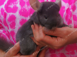 Baby Chinchilla, Male for sale