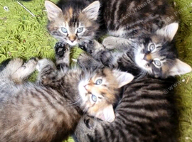 4 beautiful kittens for sale