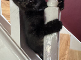 Affectionate hand reared kittens for sale