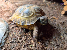 Horsfield tortoise with full set up
