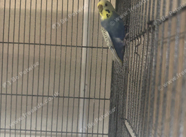 Pair of 1-Year-Old Budgies
