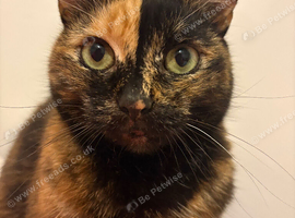 Gorgeous 7 year old Cat