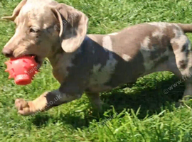 Miniature dachshund looking for her forever home