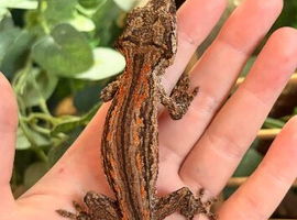Female gargoyle geckos and tank