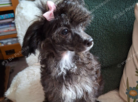 Papipoo puppies