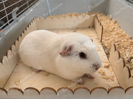White Guinea Pig Boy