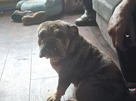English bulldog