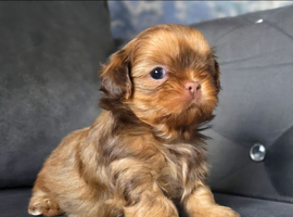 Imperial Shih Tzu Puppies KC registered