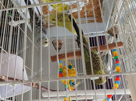 Baby budgies