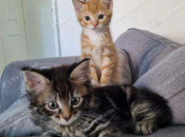 Kittens