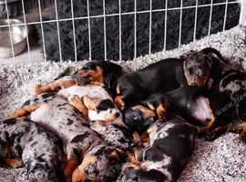 Pure-bred Mini Dachshund Puppies &ndash; Ready For Their Forever Homes!