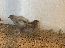 Button quail
