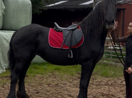 For sale  Athena  frisian mare