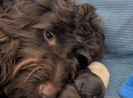 Australian Labradoodle/Cockapoo pups