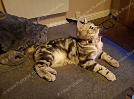 Female silver tabby bsh