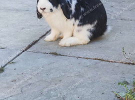 Black and white mini lop
