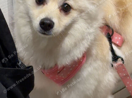 Mylo looking for a loving home